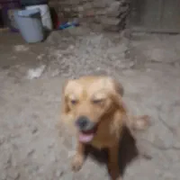 سگ پشما لو خانگی