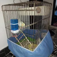 نروماده عروس هلندی|پرنده|ازنا, |دیوار