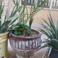 ۲ عدد گلدان با گیاه سبز نخل خرما و مشابه