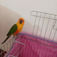 طوطی کانورخورشیدی|پرنده|رفسنجان, |دیوار