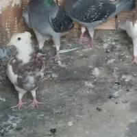 یک جفت کبوتر مسافتی