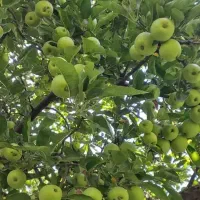 فروش 60 تن سیب قرمز و سفید|حراج|میاندوآب, |دیوار