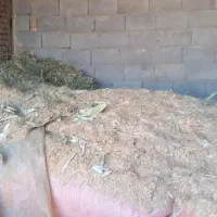 کاه گندم درجه یک