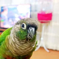 طوطی گیرینچیک خوشگل فول دستی