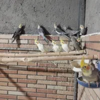 فروش تعدادی عروس هلندی