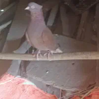 تعدادی کبوتر سرخ طوقی سرور پلاکی|پرنده|دهدشت, |دیوار