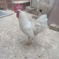 خروس گلین عربی