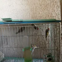 فروش سهره درجه یک قفسی