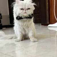 گربه پرشین نر آماده جفتگیری