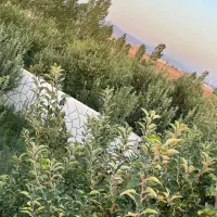 باغ بر اتوبان تهران دارای آب برق گاز|فروش زمین و ملک کلنگی|زنجان, |دیوار