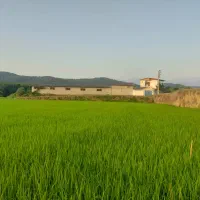 فروش-و-معاوضه-دامداری-با-تمام-تجهیزات-و-ملک