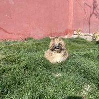 شیتزو سوپر فلت نر تربیت کامل|سگ|تهران, تهرانپارس شرقی|دیوار