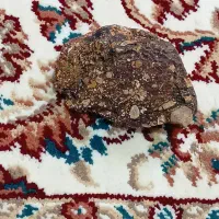 سنگ قیمتی وآسمانی|جواهرات|شیراز, دروازه اصفهان|دیوار