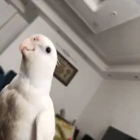 عروس هلندی گم شده