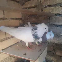 کبوتر طوقی جفت|پرنده|شوش, |دیوار