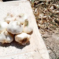 سیر|عمدهفروشی|کارزان, |دیوار