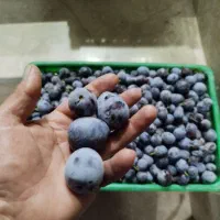 الو‌‌بخارا‌