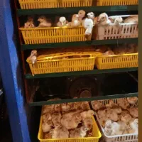 دستگاه جوجه کشی|لوازم جانبی حیوانات|قم, وادی السلام|دیوار