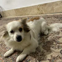 واگذاری سگ خونگی