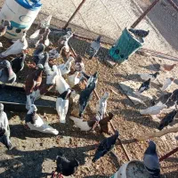 تعداد رنگی به فروش میرسد|پرنده|حسن آباد, |دیوار