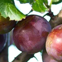 تولید و فروش انواع نهال مثمر و غیر مثمر