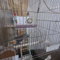 عروس هلندی