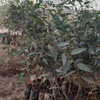 نهال اکالیپتوس چوب سفید