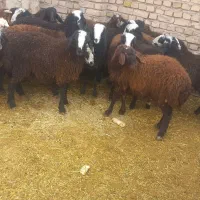 فروش ۳۰راس بره نر اصیل شال صاف و درشت|حیوانات مزرعه|دشتابی, |دیوار