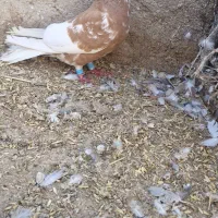 یال زردگل دار ماده|پرنده|مرودشت, کناره|دیوار