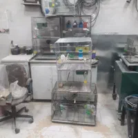 مرغ عشق|پرنده|مهاجران, |دیوار