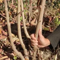 نهال صنوبر حمیدی