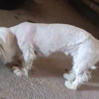 فروش یک قلاده سگ شیتزو|سگ|دزفول, |دیوار