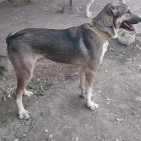 واگذاری نر سگ افغانی7ماهه|سگ|گرگان, |دیوار