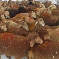 همه وزن موجود کشتاری چاق طهران گوسفند زنده