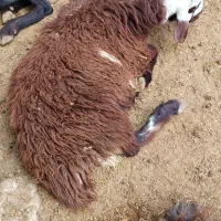 پنج راس بره نر