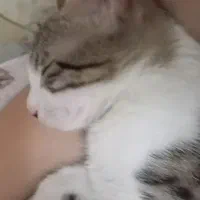 گربه dsh|گربه|پردیس, فاز ۲|دیوار