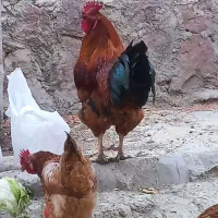 فروش یا معاوضه خروس