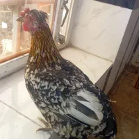 مرغ