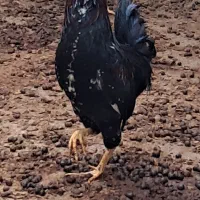 اصل نژاد خال سوزنی چهل تاج ردیف تکی هم میفروشم