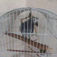 کاسکو