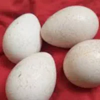 تخم بوقلمون