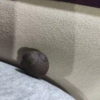 سنگ|فعالیت داوطلبانه تحقیقاتی|پرند, فاز ۵|دیوار