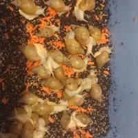 حلزون اچانتینا و البینو