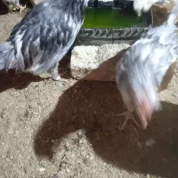 تعداد محدود جوجه خروس گلین وبومی ۶ماهه