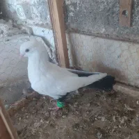 دم سیاه،پشت سرخ ،کاکلی،کبوتر،|پرنده|کاشمر, |دیوار