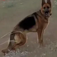 واگذاری سگ ژرمن ورک