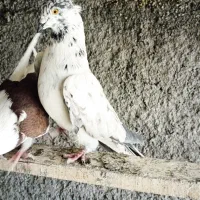 کبوتر پرشی|پرنده|سمنان, |دیوار