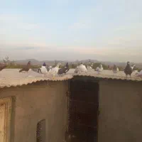 ۴۰تا پرنده