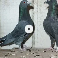 جفت آلمانی|پرنده|سرایان, |دیوار