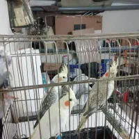 فروش عروس هلندی|پرنده|خوی, |دیوار